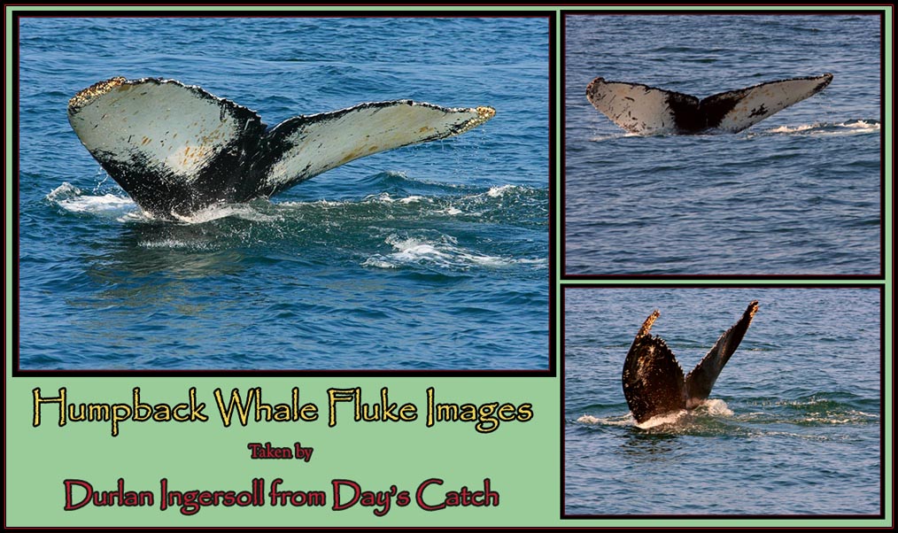 Durlan's Humpback Images