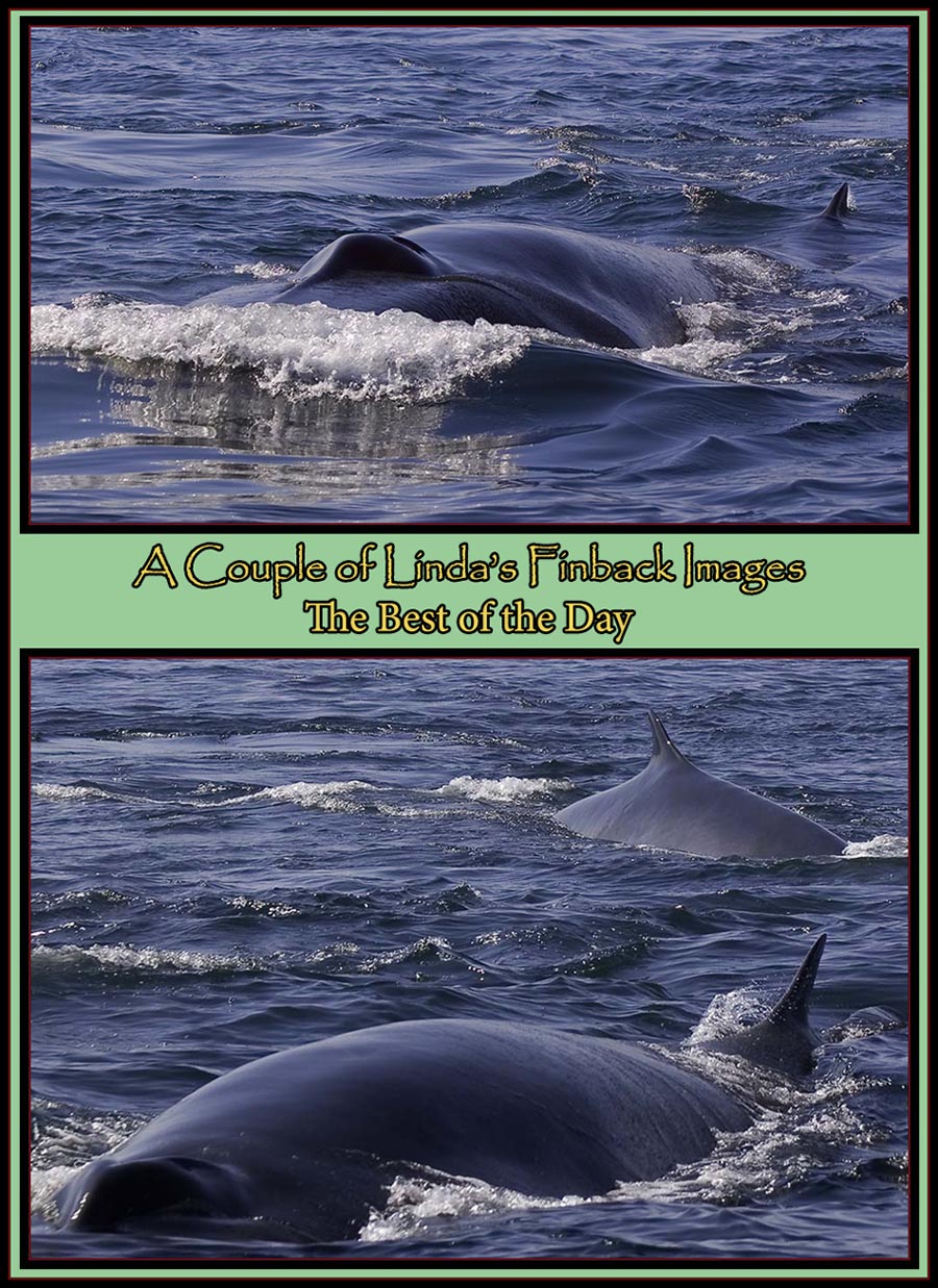 Linda's Finback Images