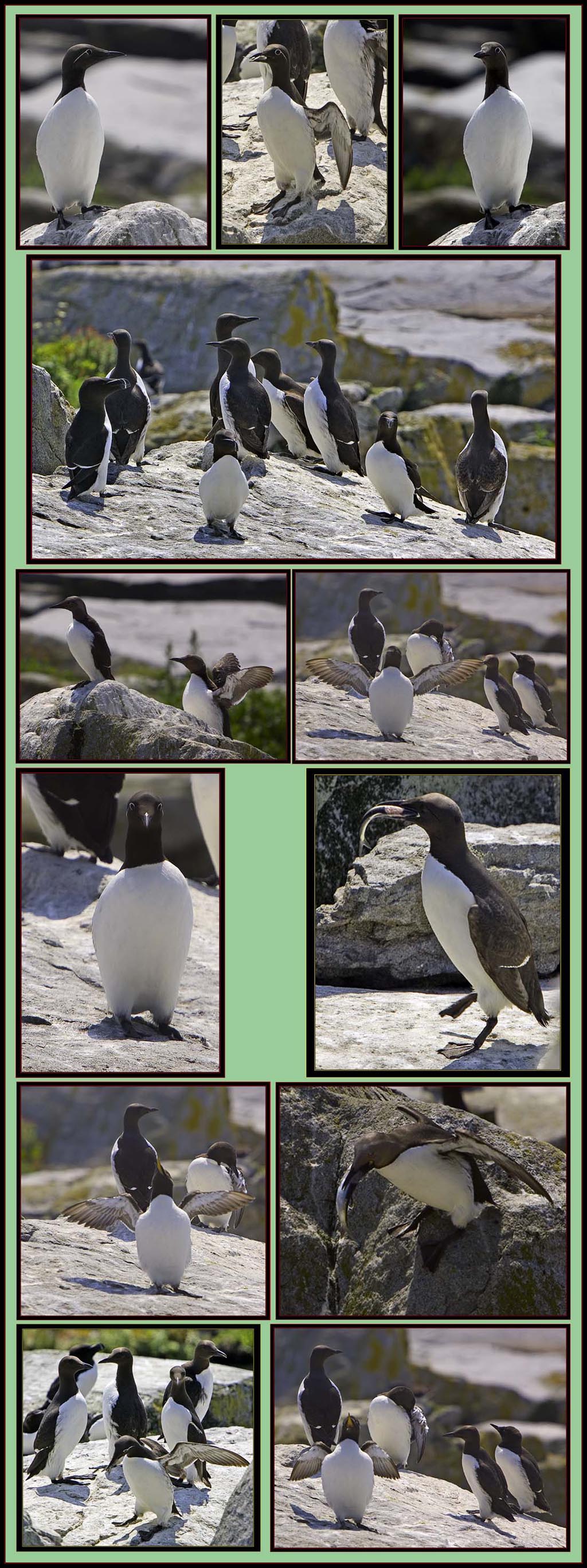 Common Murre Images