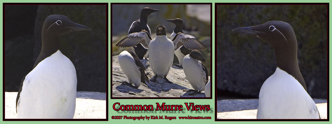 Common Murre Views