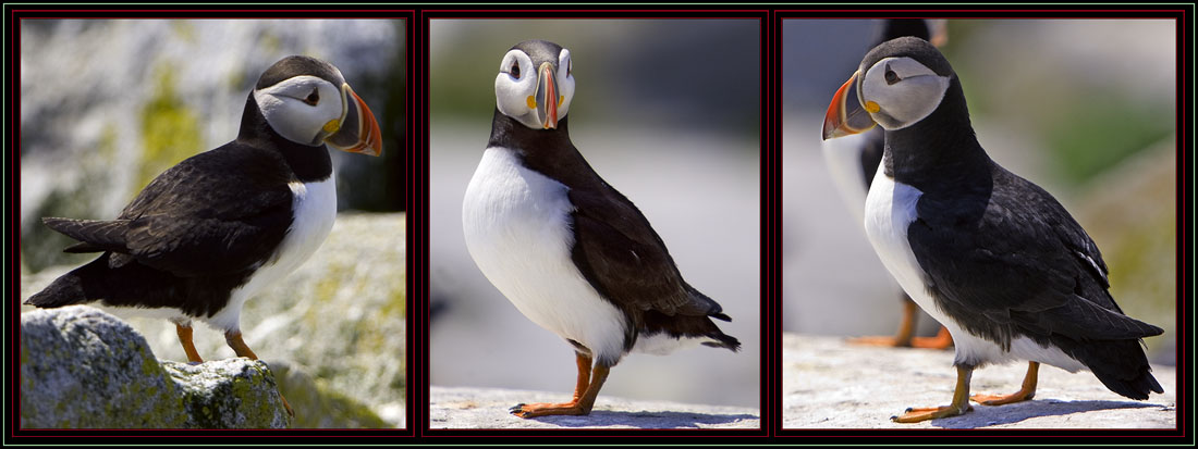 Photographing Atlantic Puffins via Harley-Davidson