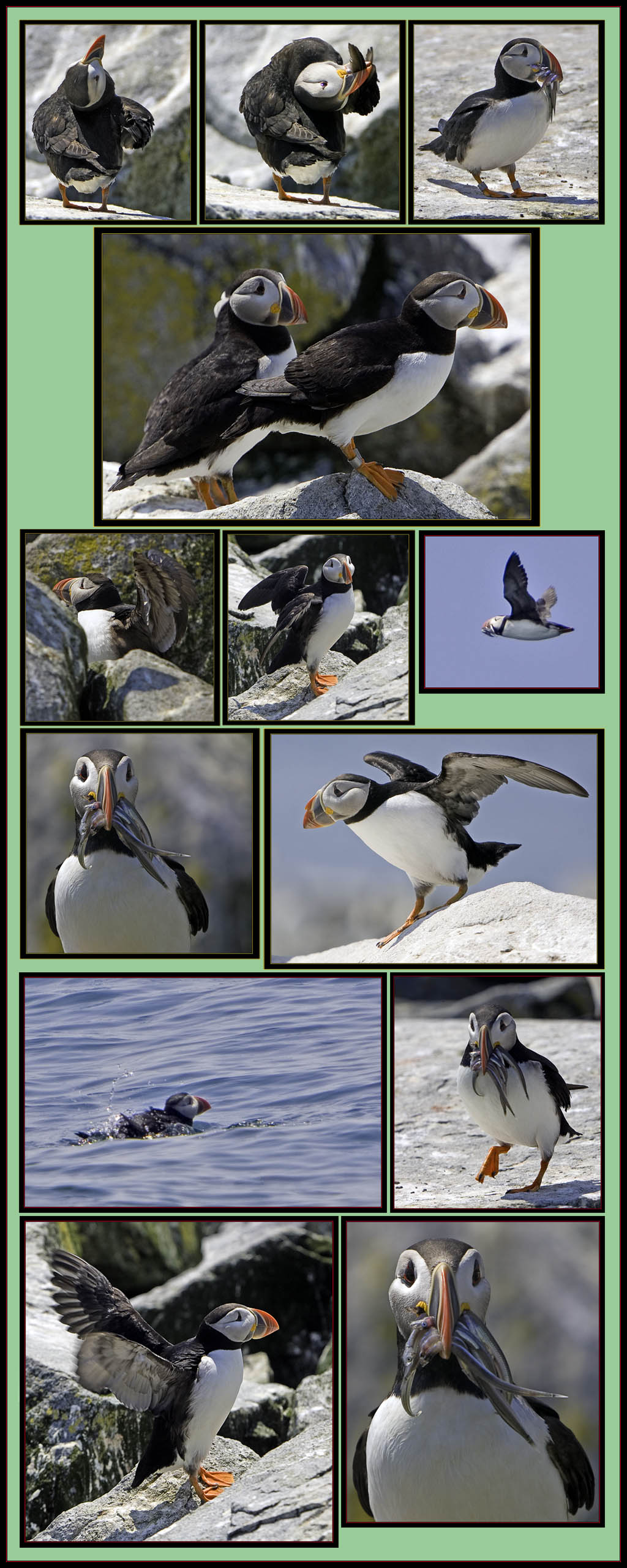 Puffins