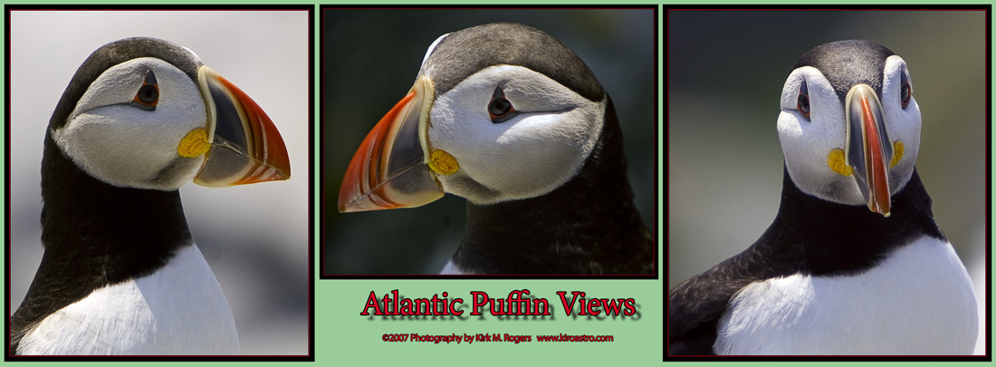 Atlantic Puffin Views