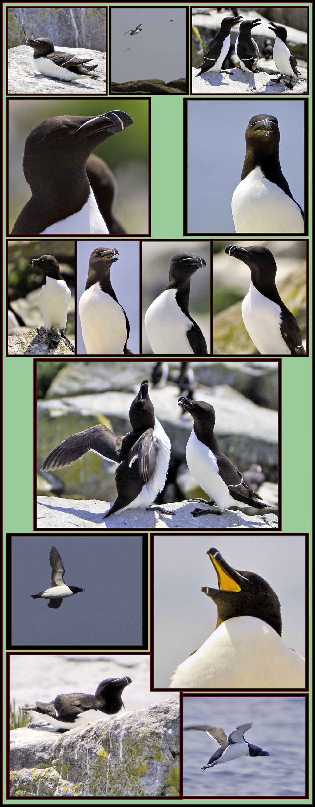 Razorbills