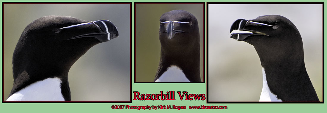 Razorbill Auk Views