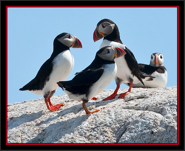 Atlantic Puffin Group - Matinicus Rock