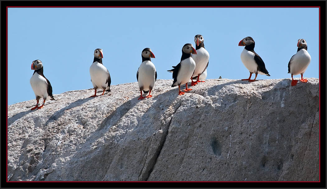 Atlantic Puffins - Matinicus Rock - Maine Coastal Islands National Wildlife Refuge