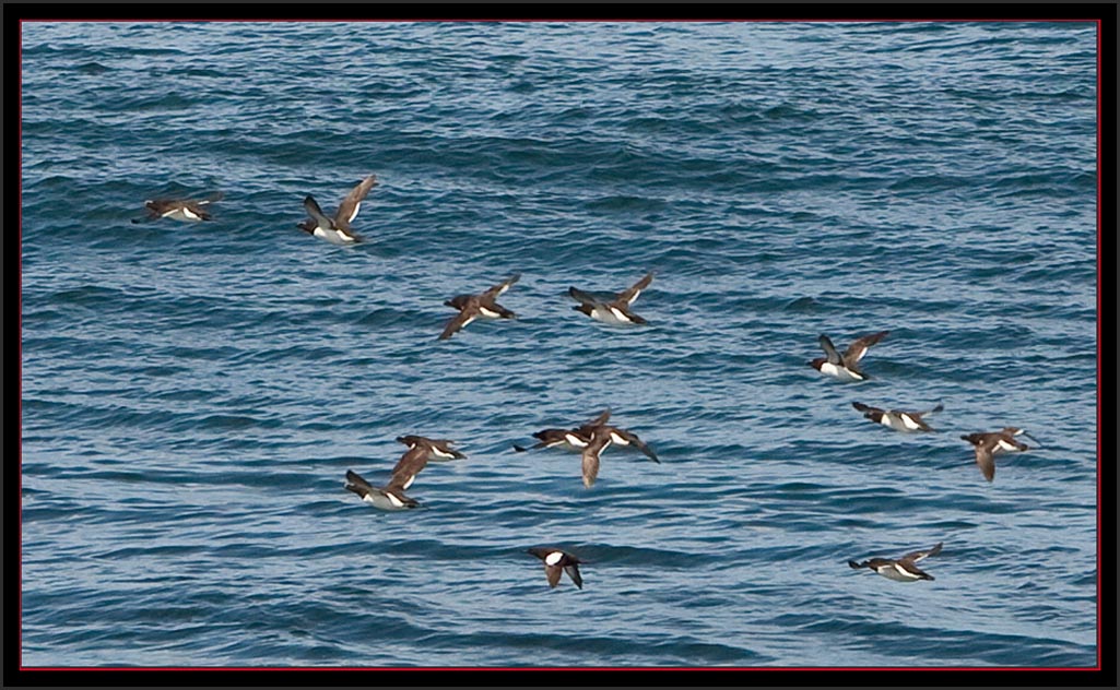 Razorbill Group (with one Black Guillemot) - Maine Coastal Islands National Wildlife Refuge