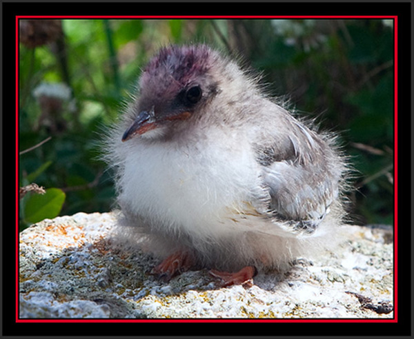 Arctic Tern Chick - Matinicus Rock