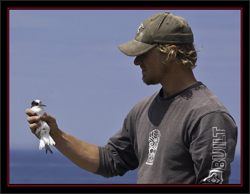 Arctic Tern Chick - Matinicus Rock