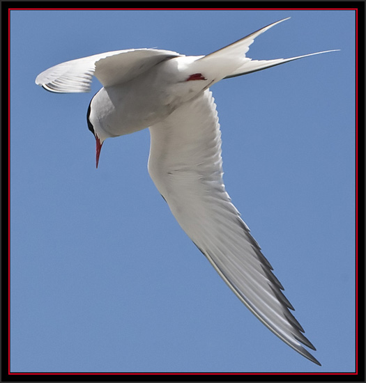 Arctic tern Flyby - Matinicus Rock