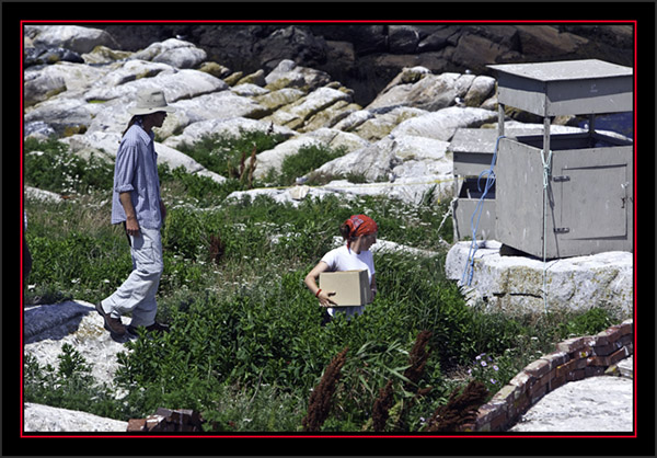 David & Caitlin Working with Chicks - Matinicus Rock