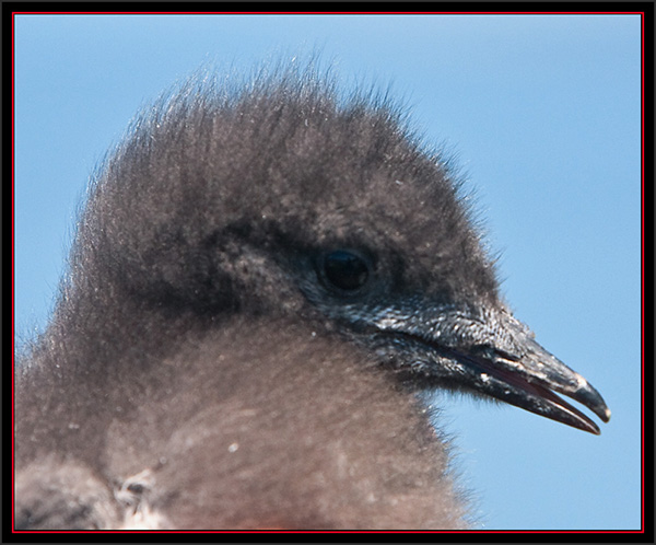 Black Guillemot Chick - Matinicus Rock