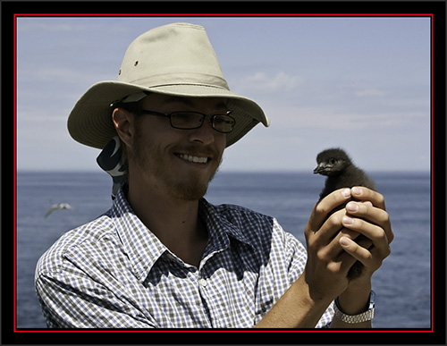 David Vonk with Black Guillemot Chick - Matinicus Rock