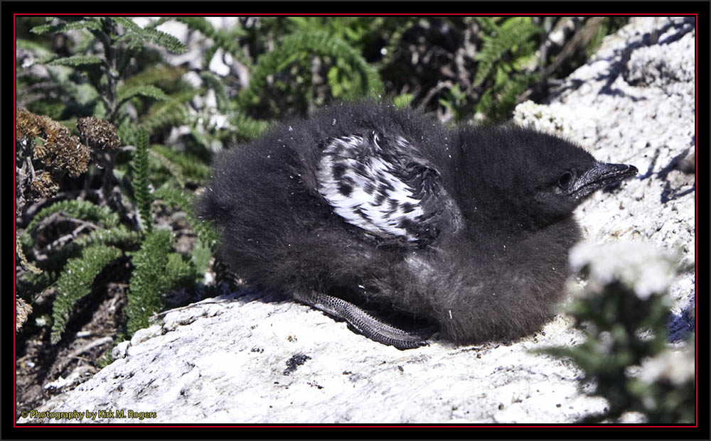 Black Guillemot Chick - Matinicus Rock