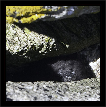 Black Guillemot Chick in the Ledge - Matinicus Rock