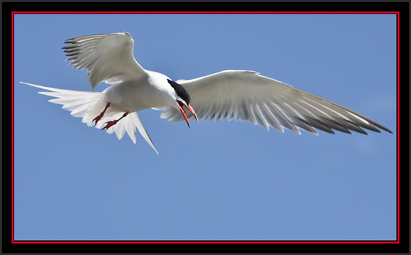 Common Tern - Matinicus Rock