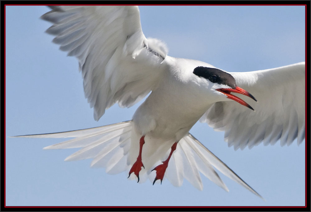 Common Tern Flyby - Matinicus Rock