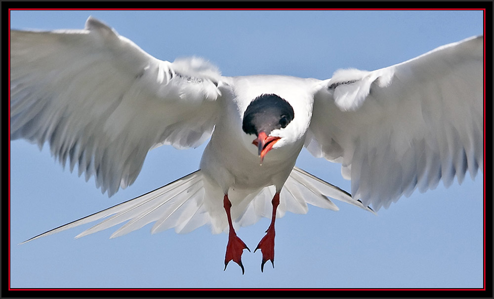 Common Tern - Matinicus Rock