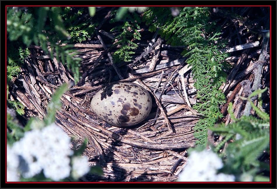 Tern Nest - Matinicus Rock