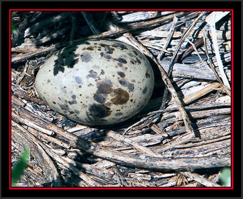 Tern Egg - Matinicus Rock
