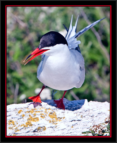 Common Tern - Matinicus Rock