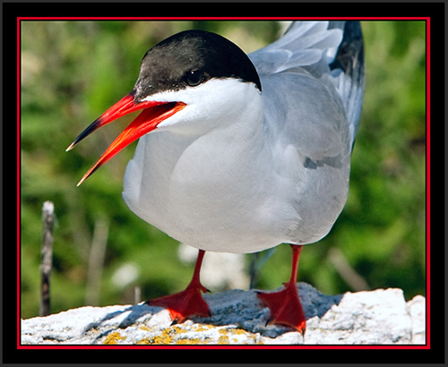 Common Tern - Matinicus Rock