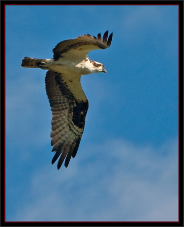 Osprey - View at Snow Marine Park