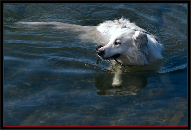 Water Dog - View at Snow Marine Park