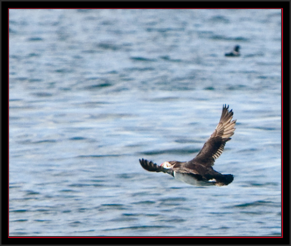 Atlantic Puffin Flyby - Maine Coastal Islands National Wildlife Refuge