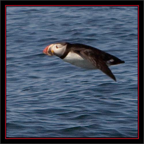 Atlantic Puffin - Matinicus Rock