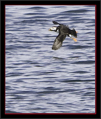 Atlantic Puffin - Matinicus Rock - Maine Coastal Islands National Wildlife Refuge