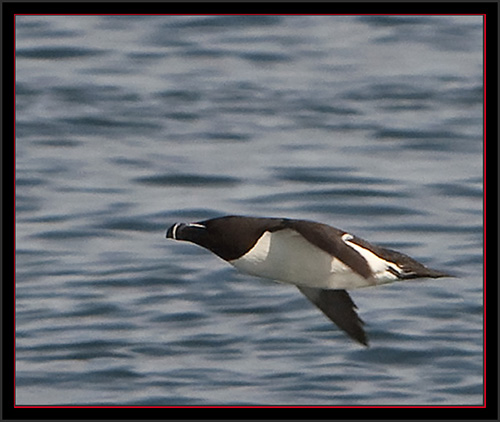 Razorbill - Matinicus Rock - Maine Coastal Islands National Wildlife Refuge