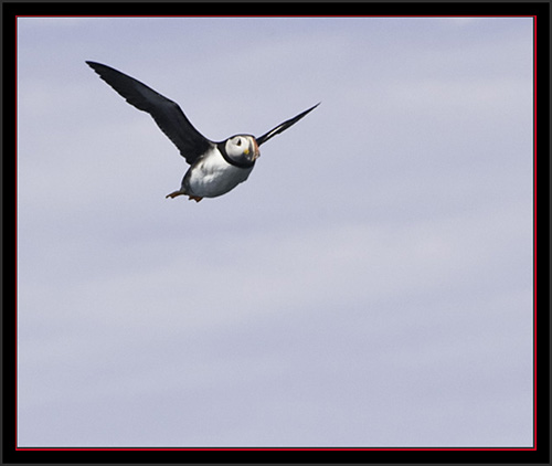 Atlantic Puffin - Matinicus Rock - Maine Coastal Islands National Wildlife Refuge