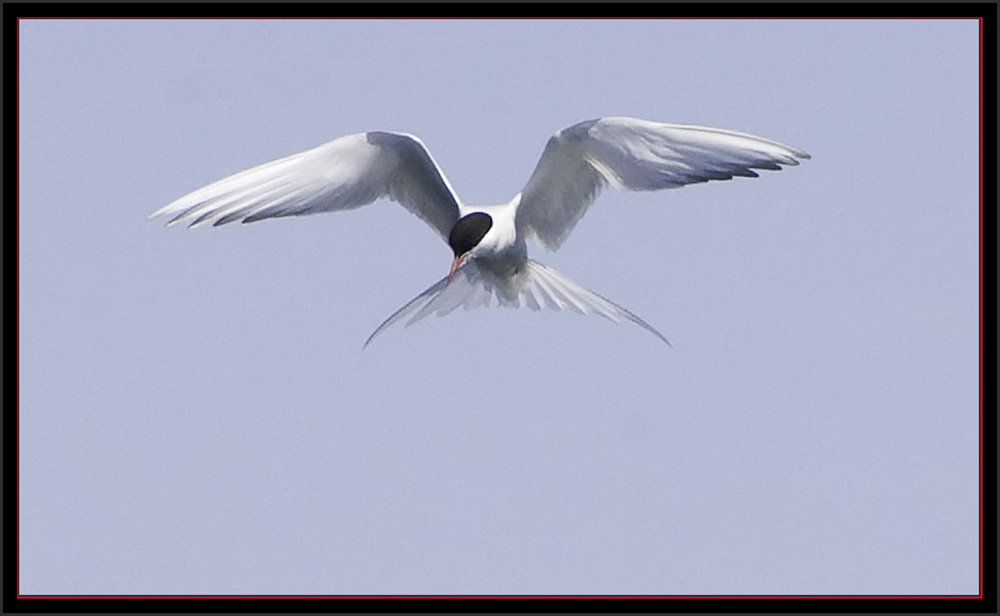 Arctic Tern - Maine Coastal Islands National Wildlife Refuge