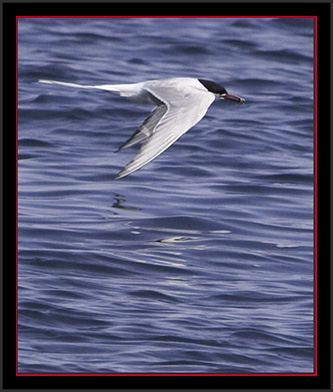 Arctic Tern with Fish - Matinicus Rock - Maine Coastal Islands National Wildlife Refuge