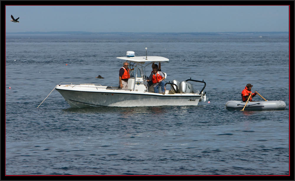 Boat and Passengers Surrounded by Puffins - Maine Coastal Islands National Wildlife Refuge