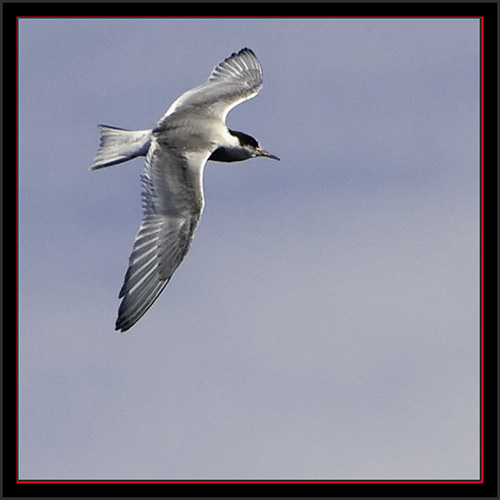 Tern in Flight - Matinicus Rock - Maine Coastal Islands National Wildlife Refuge