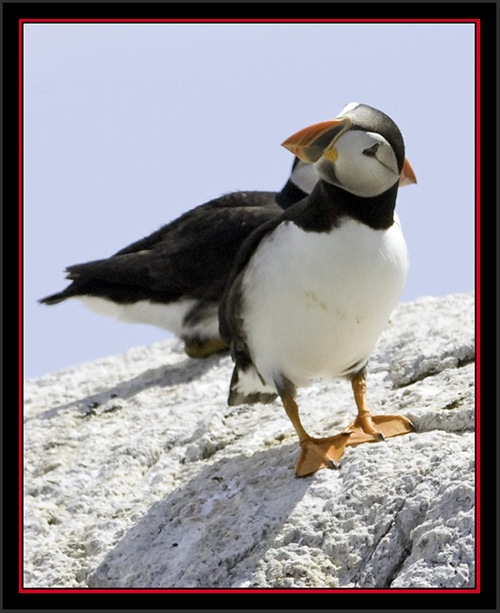 ATlantic Puffin - Matinicus Rock