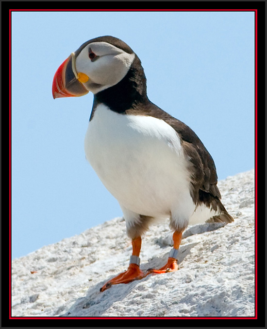 Atlantic Puffin - Matinicus Rock - Maine Coastal Islands National Wildlife Refuge