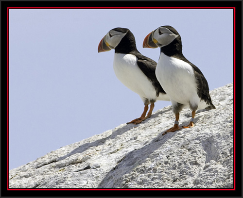 Atlantic Puffins - Matinicus Rock