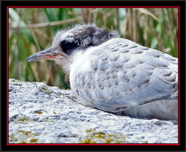 Arctic Tern Fledling - Matinicus Rock - Maine Coastal Islands National Wildlife Refuge