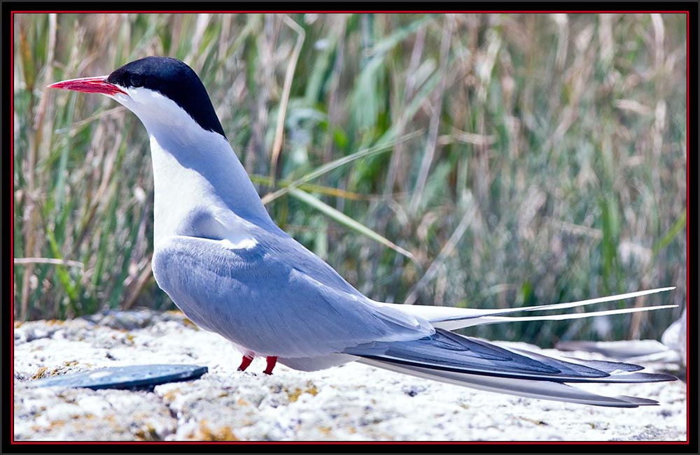 Adult Arctic Tern Near Fledgling - Matinicus Rock