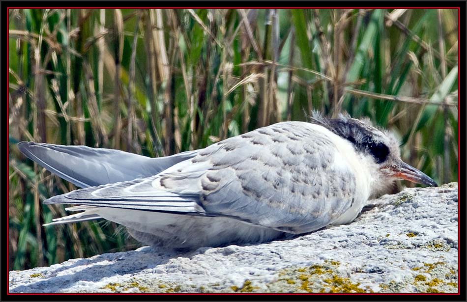 Arctic Tern Fledgling - Matinicus Rock