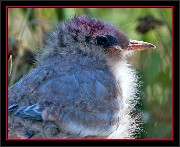 Arctic tern Chick - Matinicus Rock