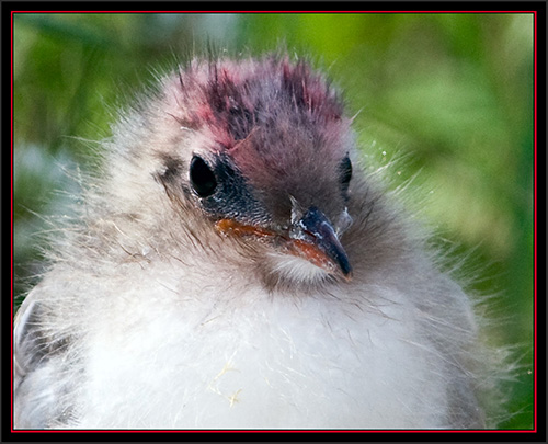 Arctic Tern Chick - Matinicus Rock