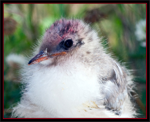 Arctic Tern Chick - Matinicus Rock