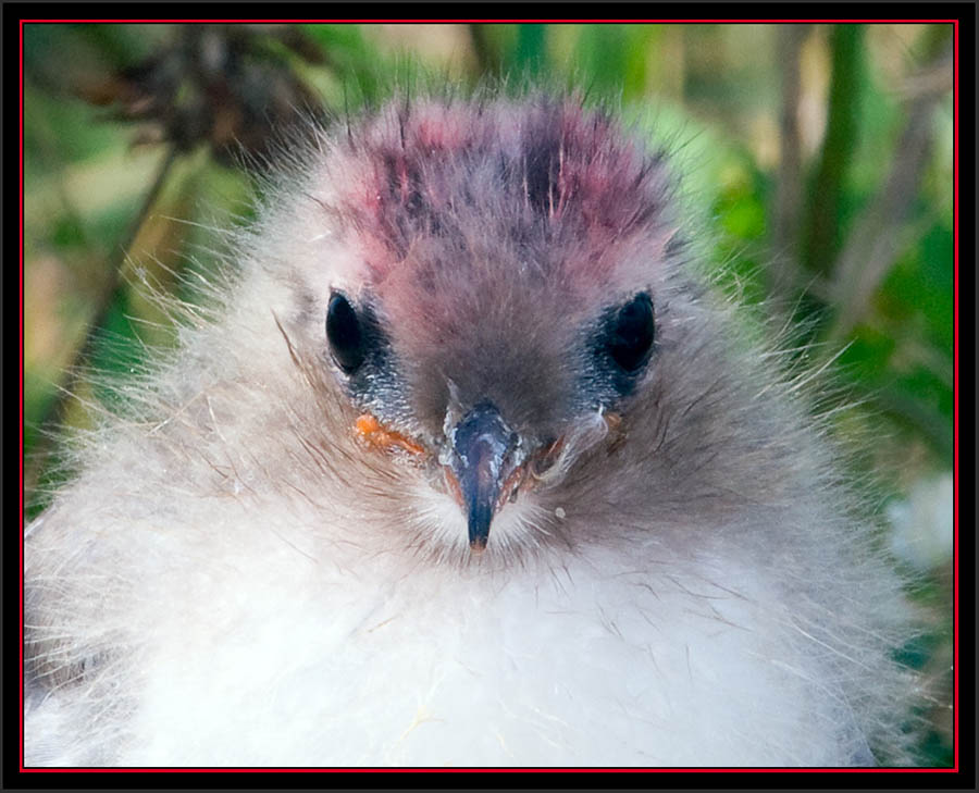 Arctic Tern Chick - Matinicus Rock