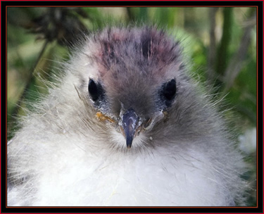 Arctic Tern Chick - Matinicus Rock, Maine