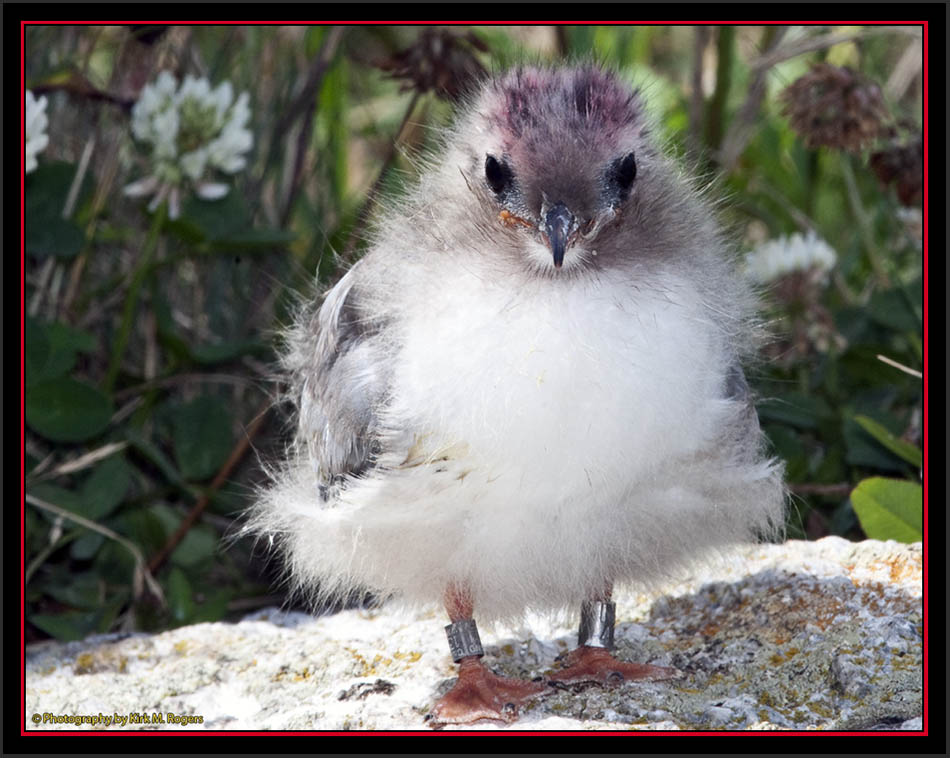 Arctic Tern Chick - Matinicus Rock